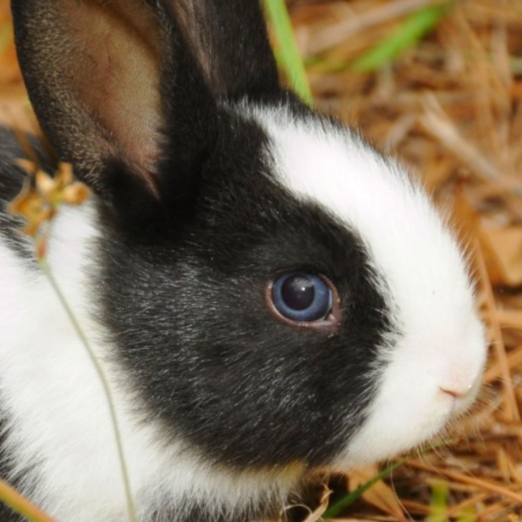 The Adorable and Sociable Dutch Rabbit: A Comprehensive Guide