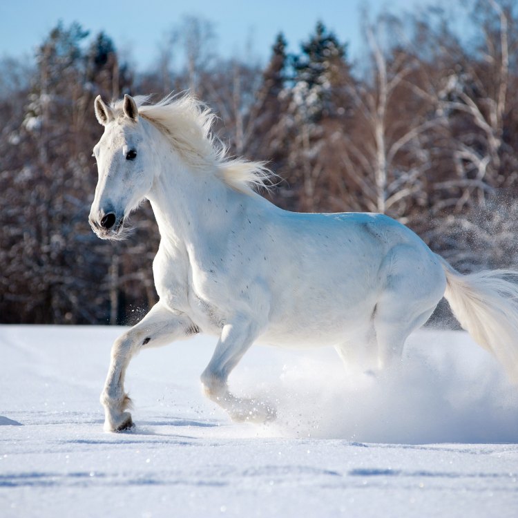 The Graceful and Mighty Horse: A Majestic Creature of Nature