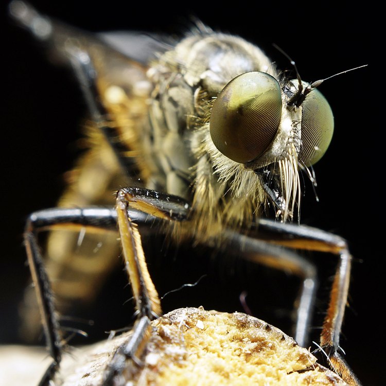 The Fierce and Fascinating World of the Robber Flies