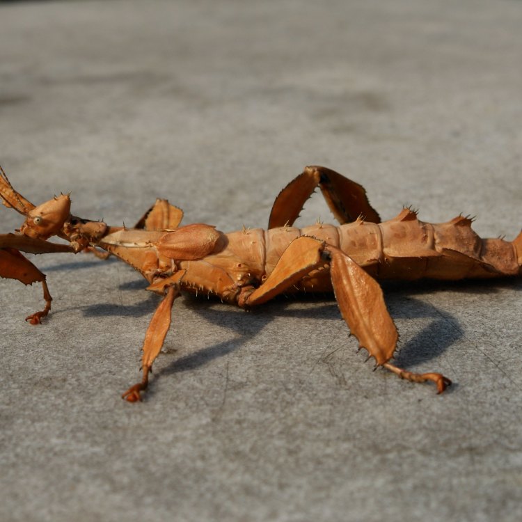 The Mystifying Stick Insect: Masters of Disguise in the Insect World
