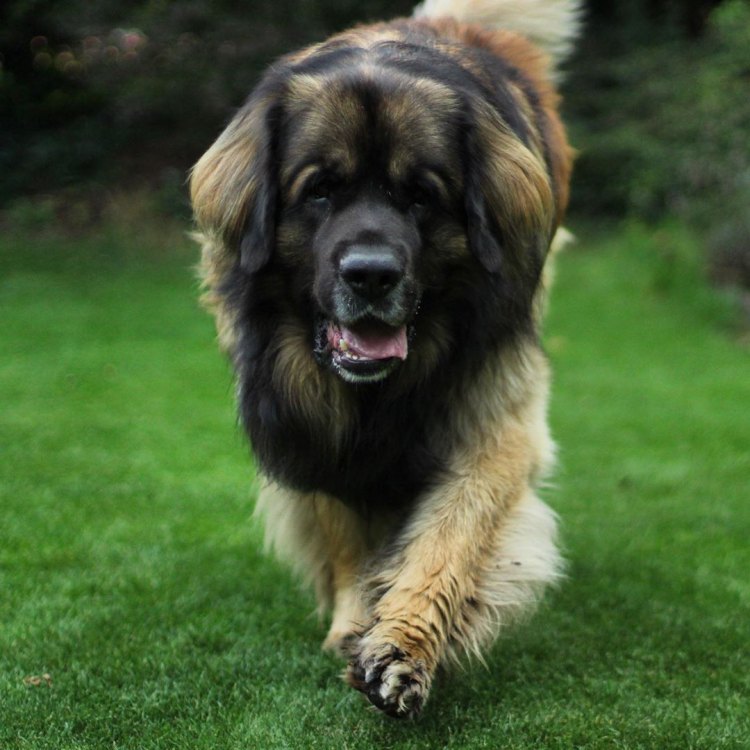 The Majestic Leonberger: A Gentle Giant Among Dogs