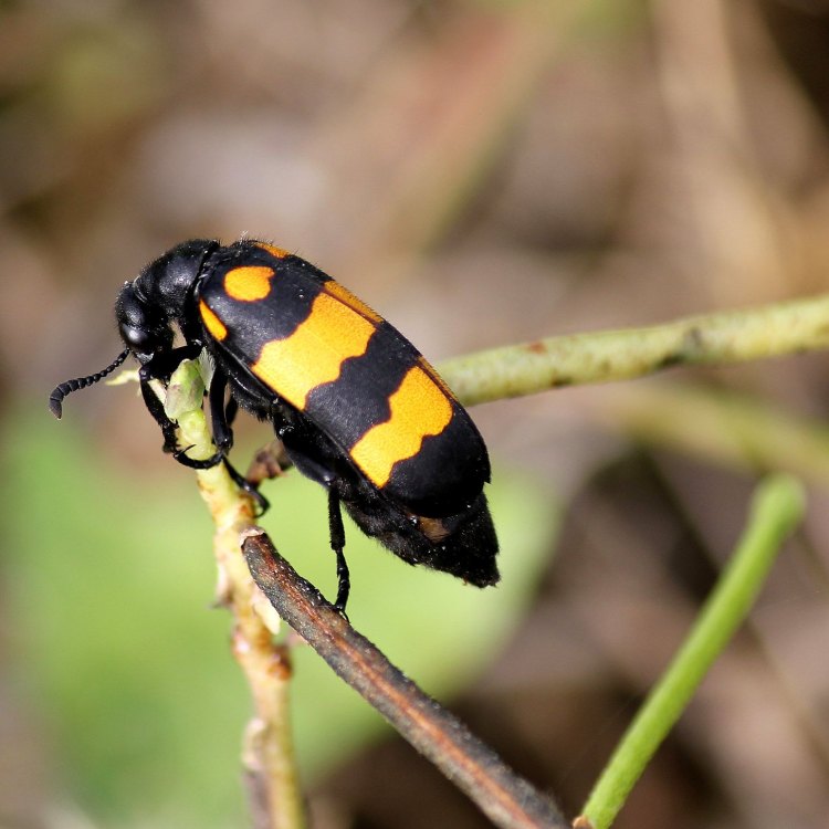 The Incredible Blister Beetle: An Insect Full of Surprises