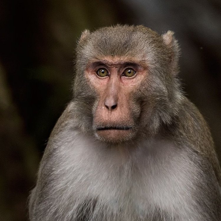 The Rhesus Macaque: South Asia's Intelligent and Adaptable Primate