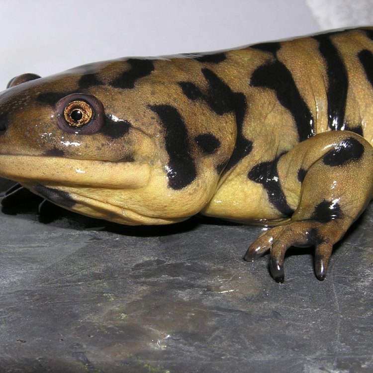 The Majestic Tiger Salamander: A Unique Amphibian of North America