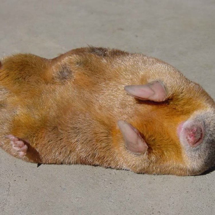The Golden Mole: A Fascinating Creature of Southern Africa