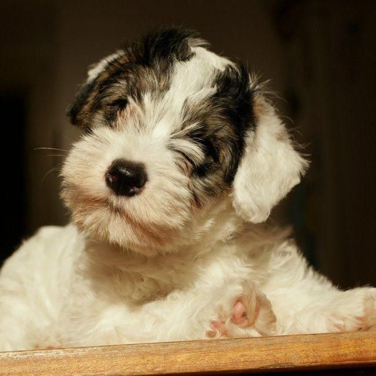A Loyal and Hardy Terrier: Unveiling the Secrets of the Sealyham Terrier
