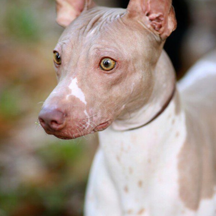 The Cute and Unique American Hairless Terrier: A Hidden Gem Among Dog Breeds