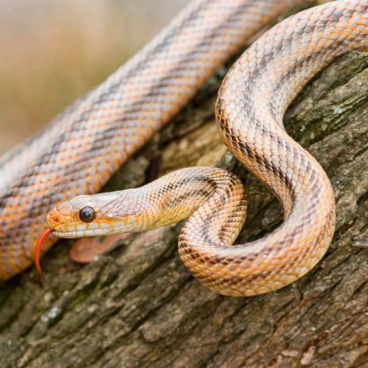 The Fascinating World of Rat Snakes: Discovering North America's Elaphe obsoleta