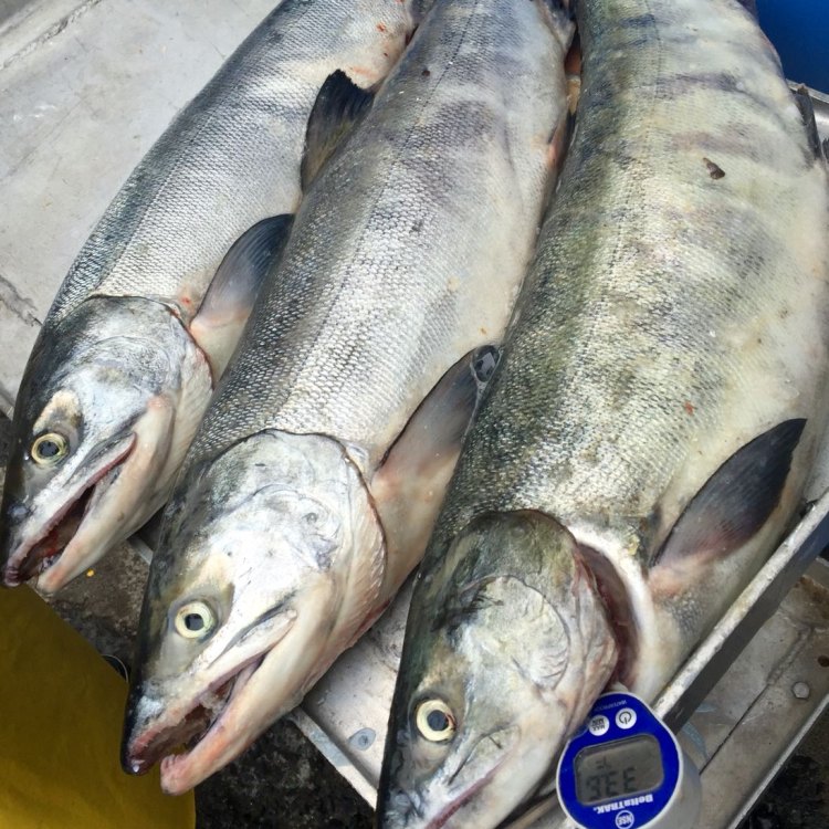 The Marvelous World of Keta Salmon