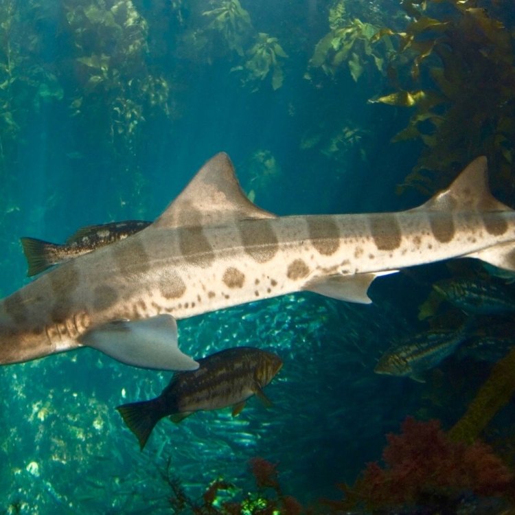 The Unique and Beautiful Leopard Shark: A Fascinating Member of the Animal Kingdom