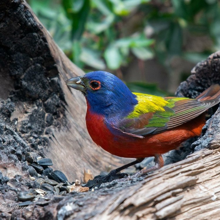 The Beautiful and Fascinating Painted Bunting