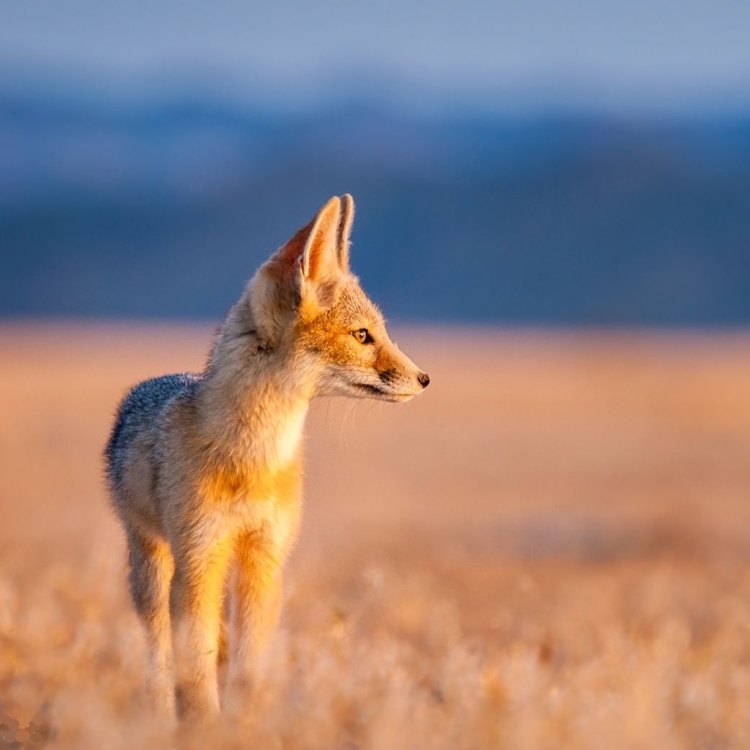 The Kit Fox: A Tiny and Tenacious Carnivore of the Desert