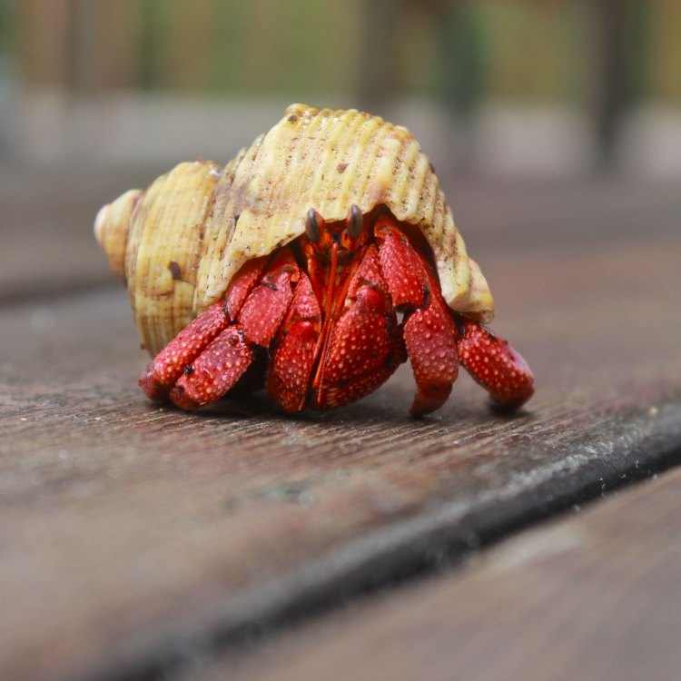The Fascinating World of Hermit Crabs: A Closer Look at Paguroidea
