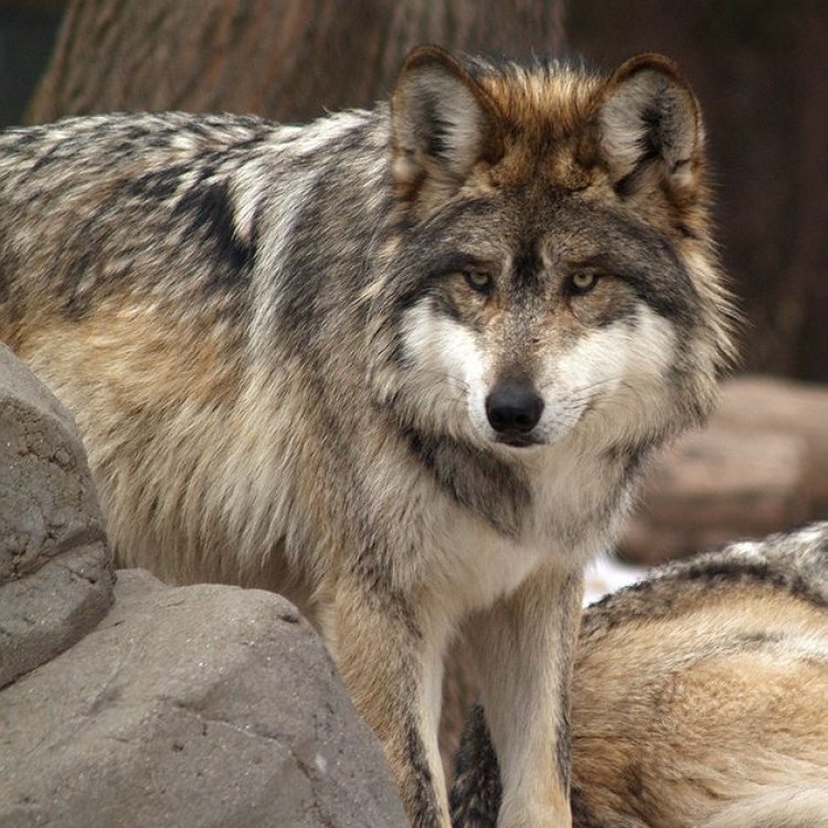 The Magnificent Apennine Wolf: A Rare Canine Species in the Heart of Italy
