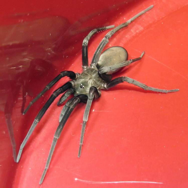 The Mysterious Southern House Spider: A Close Encounter with Kukulcania hibernalis