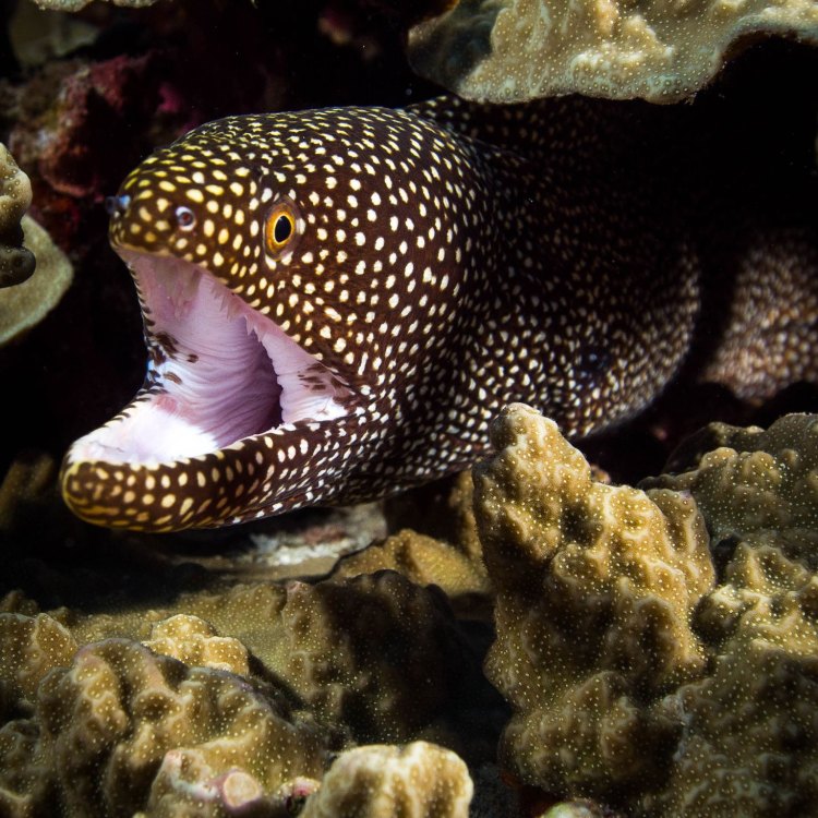 The Fascinating World of the Moray Eel: Insights into one of the Most Mysterious Creatures of the Deep
