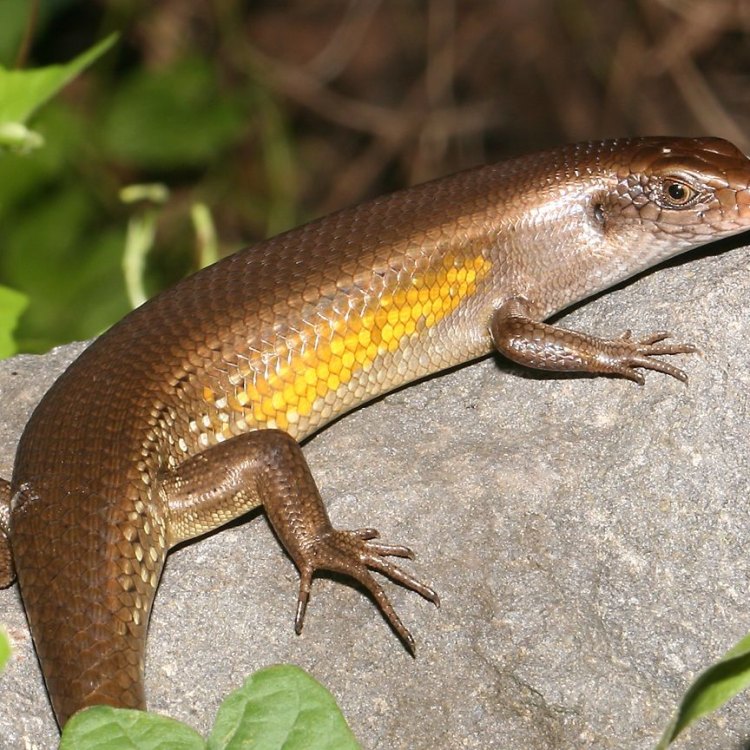 The Fascinating World of Skink Lizards: An Introduction to These Mysterious Creatures