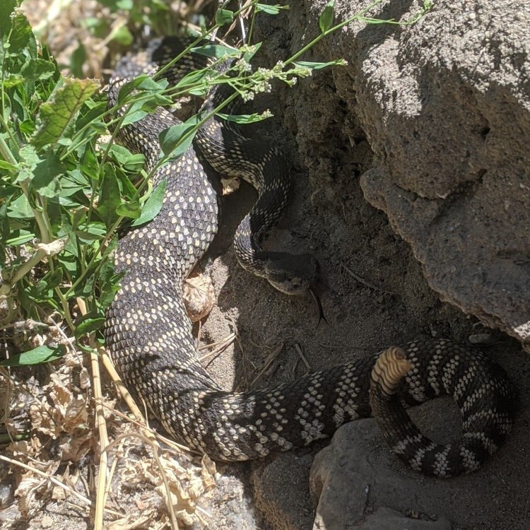 The Slithering Beauty of the Southern Pacific Rattlesnake