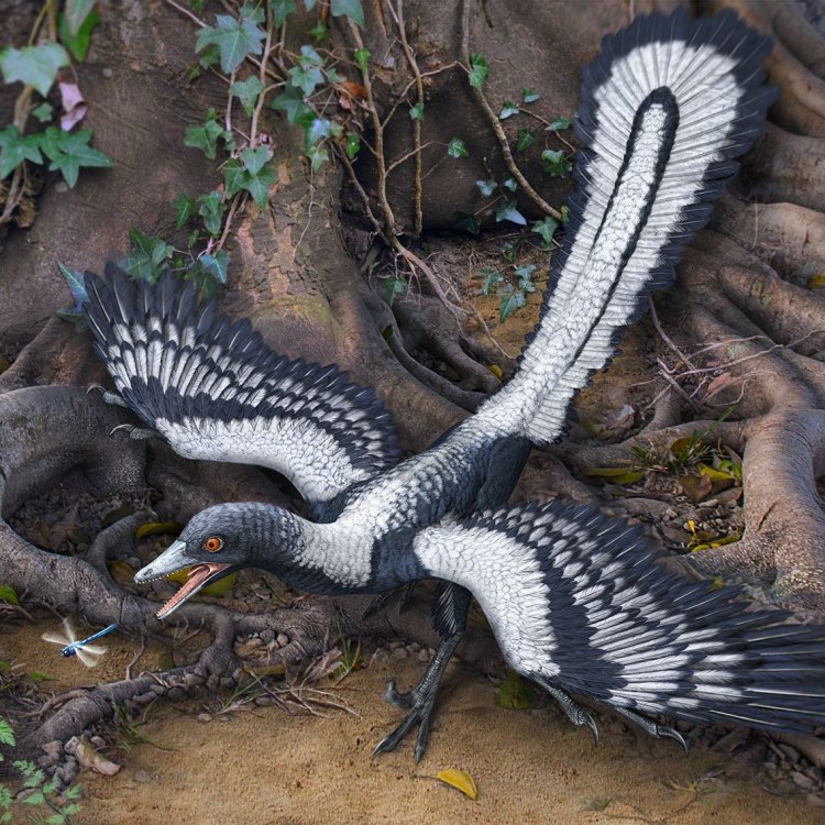 Discovering the Fascinating Archaeopteryx: The Legendary Missing Link between Dinosaurs and Birds