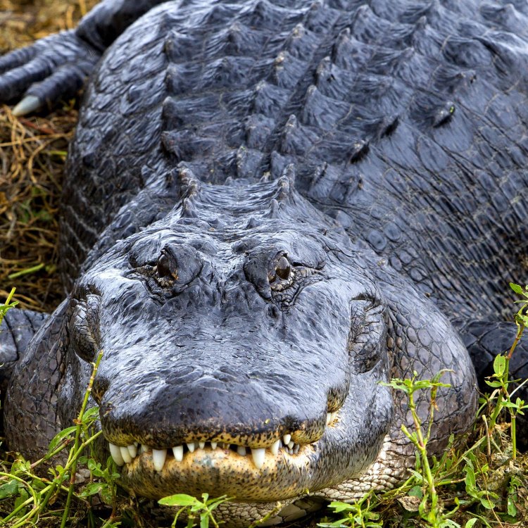 The Magnificent American Alligator: A Master of the Southeastern United States