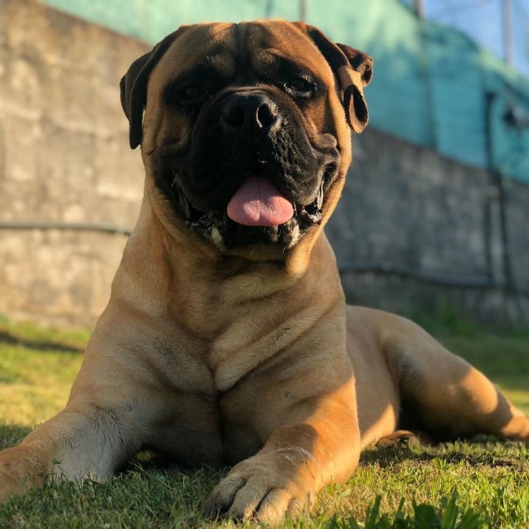 The Majestic Bullmastiff: A Loyal and Powerful Protector