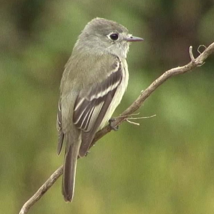 The Enigmatic Hammonds Flycatcher: Masters of the Pacific Northwest Skies