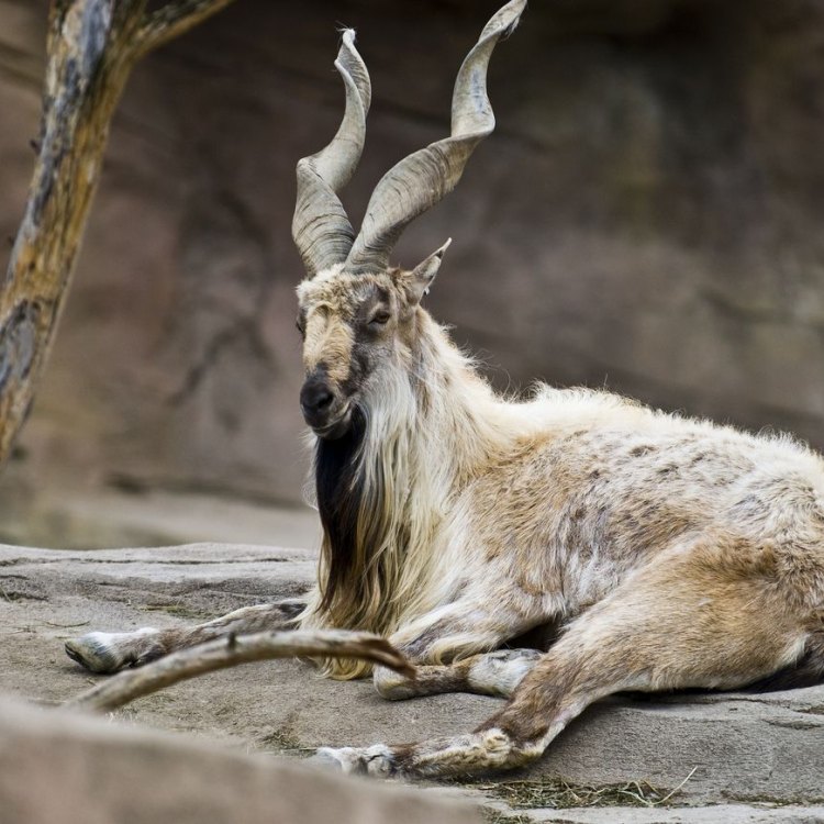 The Majestic Markhor of the Himalayan Ranges: A True Wonder of Nature