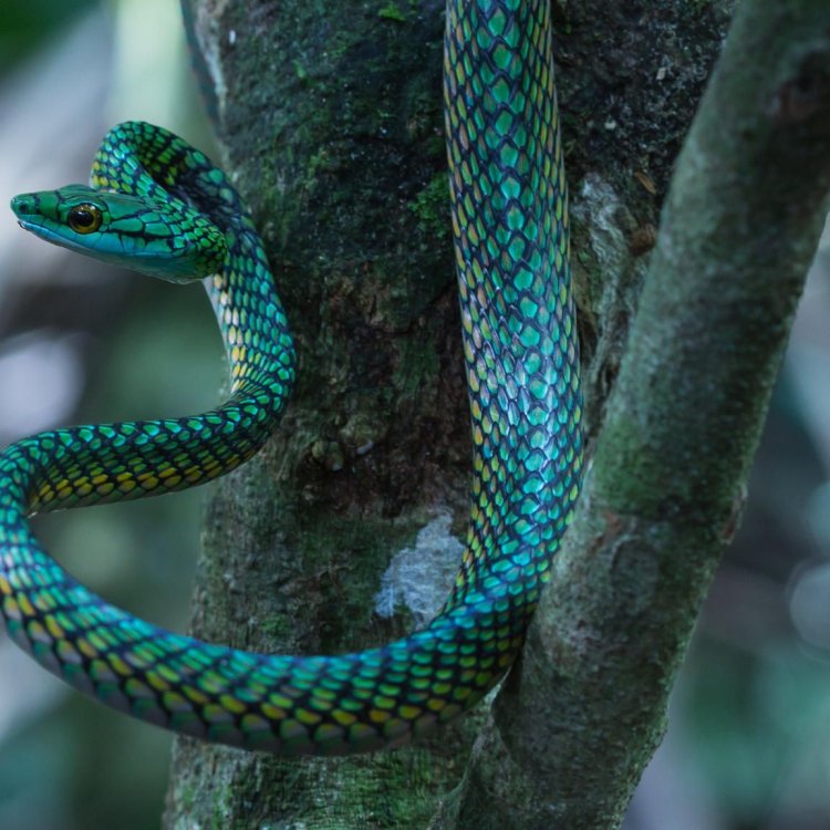 The Parrot Snake: A Stunning Reptile of the Rainforest
