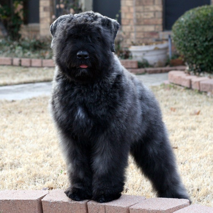 A Loyal Protector: The Fascinating Bouvier Des Flandres