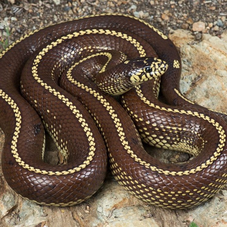 The Stunning California Kingsnake: A Master of Adaptation in the American Southwest