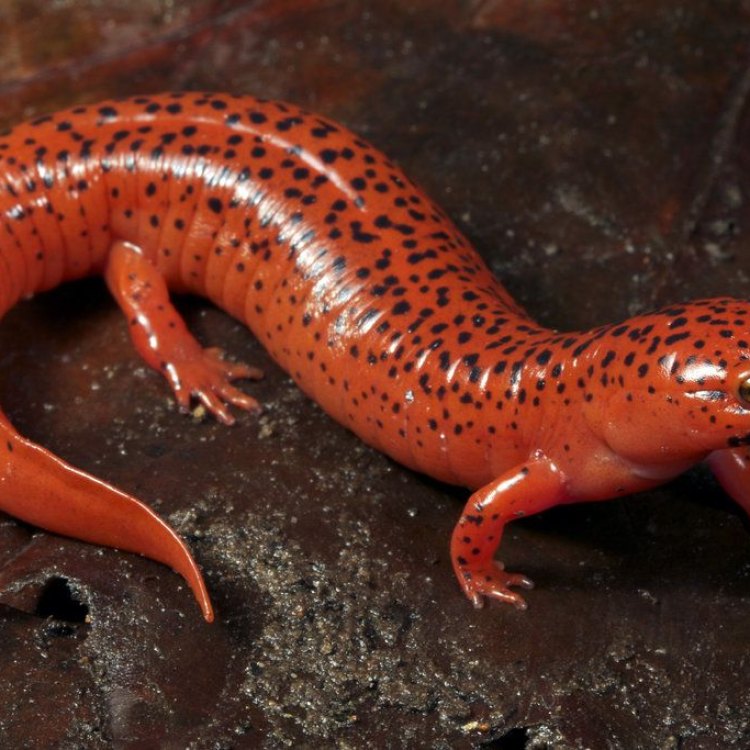 The Fascinating World of Salamanders