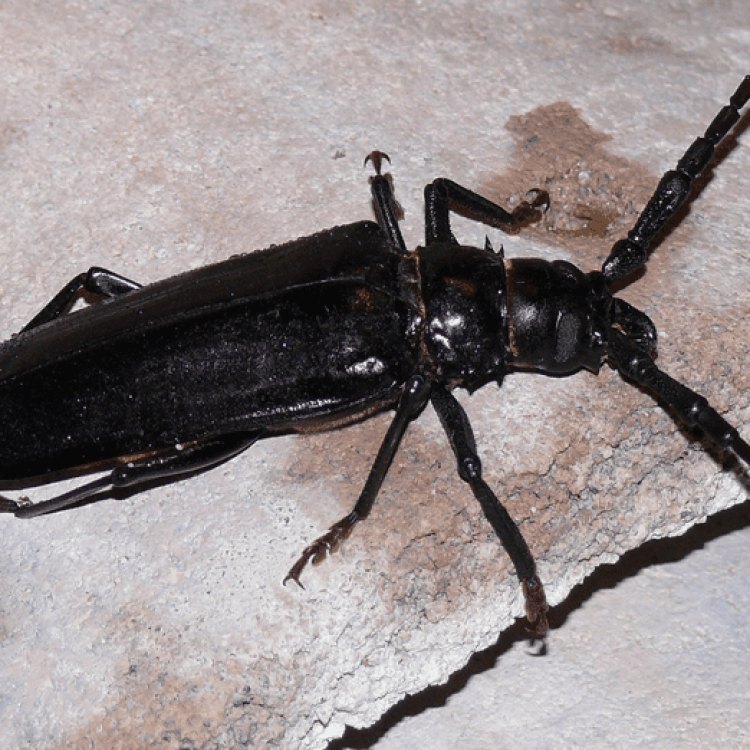 The Mighty Palo Verde Beetle: A Fascinating Insect of the Desert
