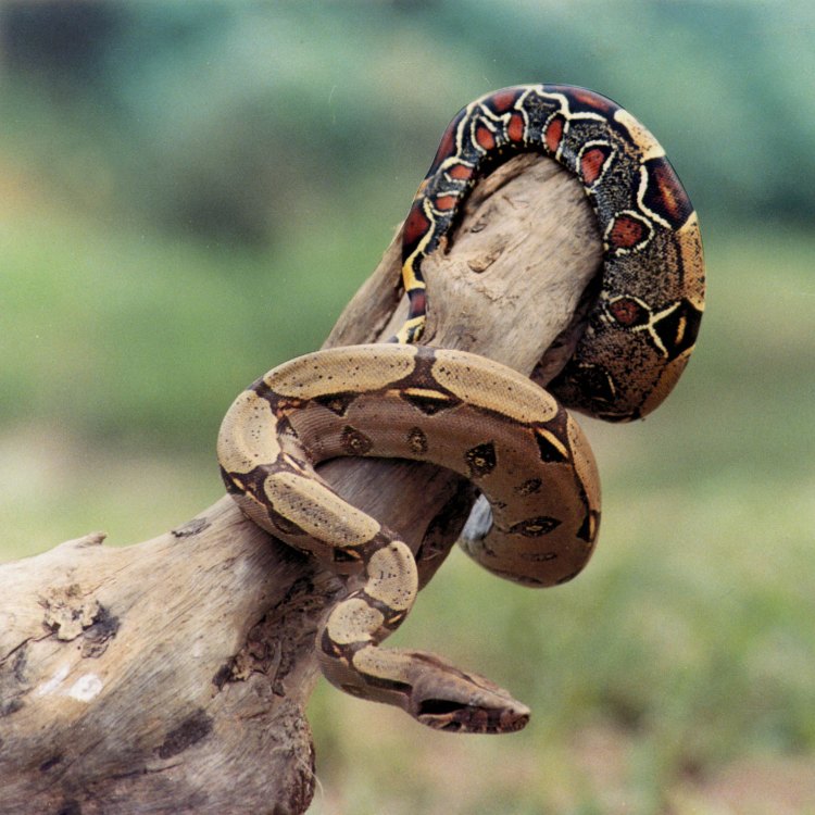 The Enigmatic Amazon Tree Boa: A Hidden Gem of the Rainforest
