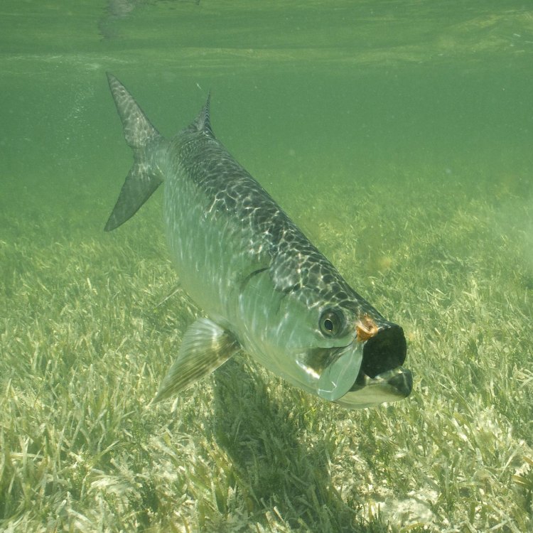 The Majestic Tarpon: The Silver King of the Atlantic Ocean