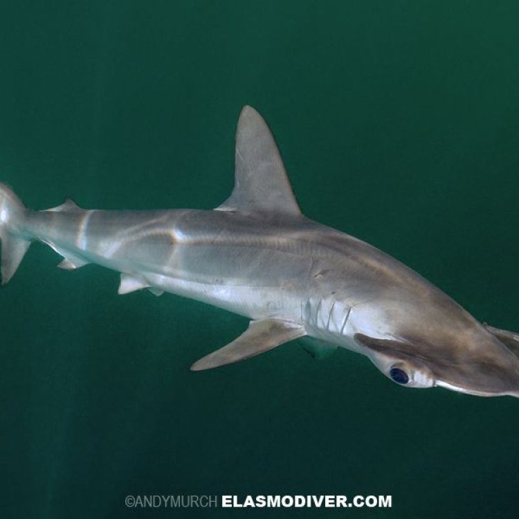 The Fascinating Smooth Hammerhead Shark: A Master of the Open Ocean