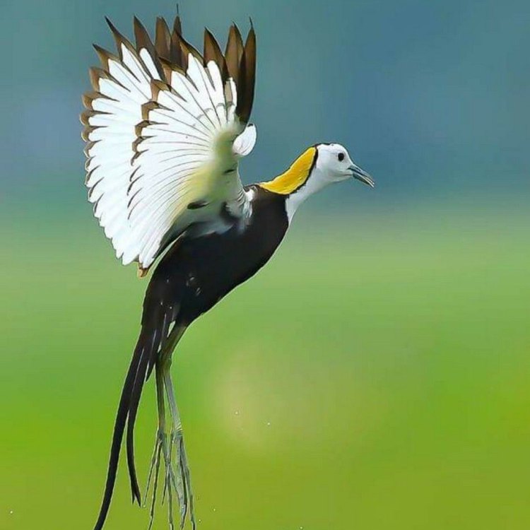 The Fascinating Pheasant Tailed Jacana: A Master of the Wetlands