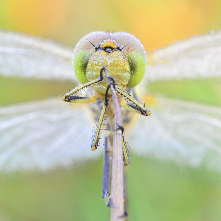 The Amazing Dragonfly: A Master of Flight and Predation