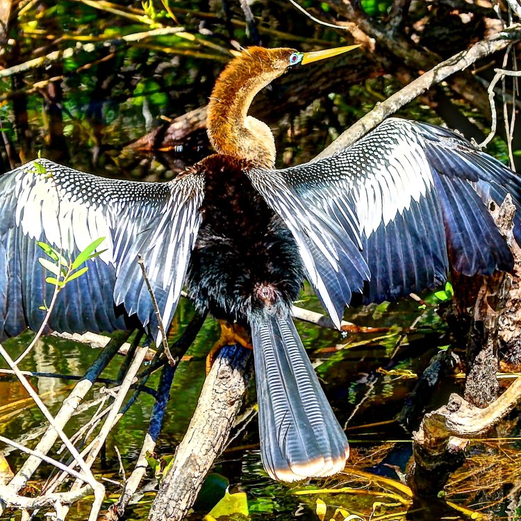 The Magnificent Anhinga: A Master of the Water
