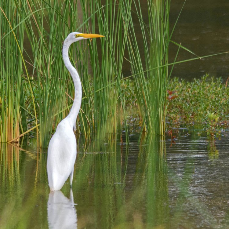 The Graceful Great Egret: A Majestic Bird of Wetlands