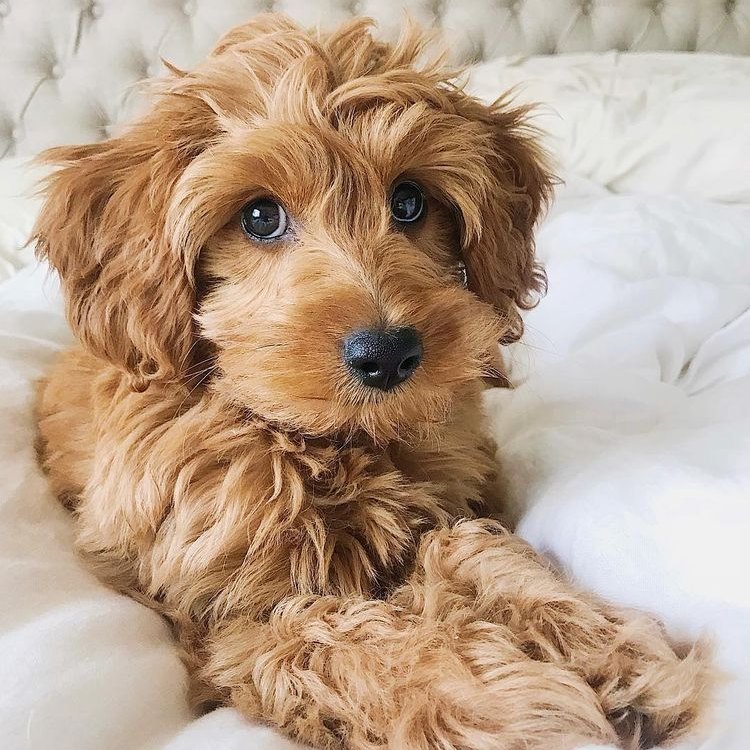 The Petite Goldendoodle: The Perfect Blend of Cuteness and Intelligence