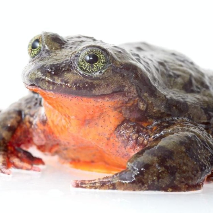 The Sehuencas Water Frog: A Critically Endangered Species from Bolivia