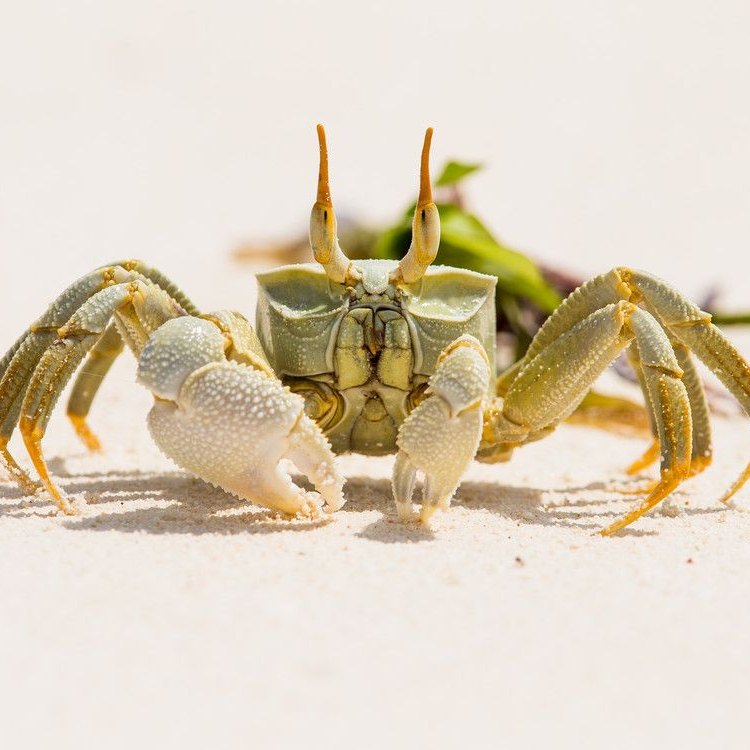The Fascinating World of the Ghost Crab: An Elusive and Mysterious Beach Dweller
