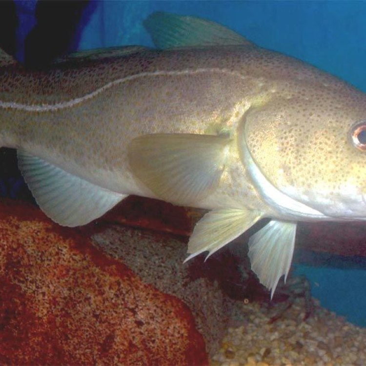 The Mighty Atlantic Cod: A King of the Sea