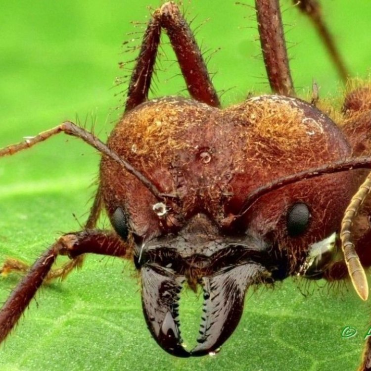 The Fascinating World of the Leafcutter Ant