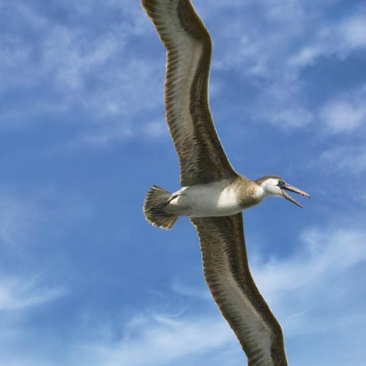 Welcome to the World of Pelagornis: The Magnificent Sea Bird of Prey