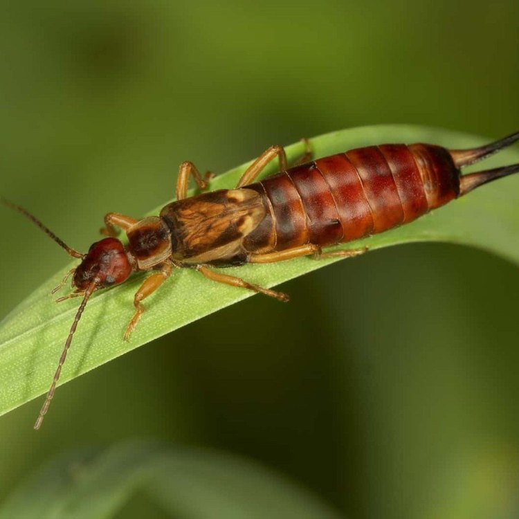 The Fascinating World of Earwigs: From Tiny Pincers to Global Distribution