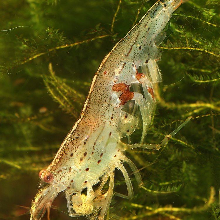 The Majestic Amano Shrimp: The Jewel of Asia's Waterways
