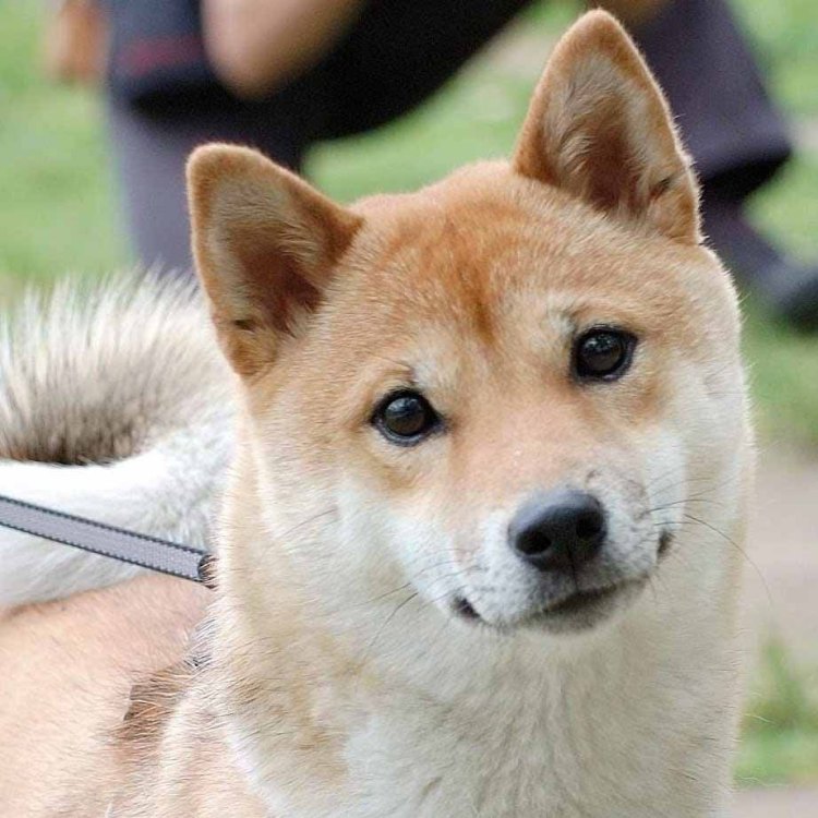 The Fascinating World of Shiba Inu: The Most Popular Dog of Japan