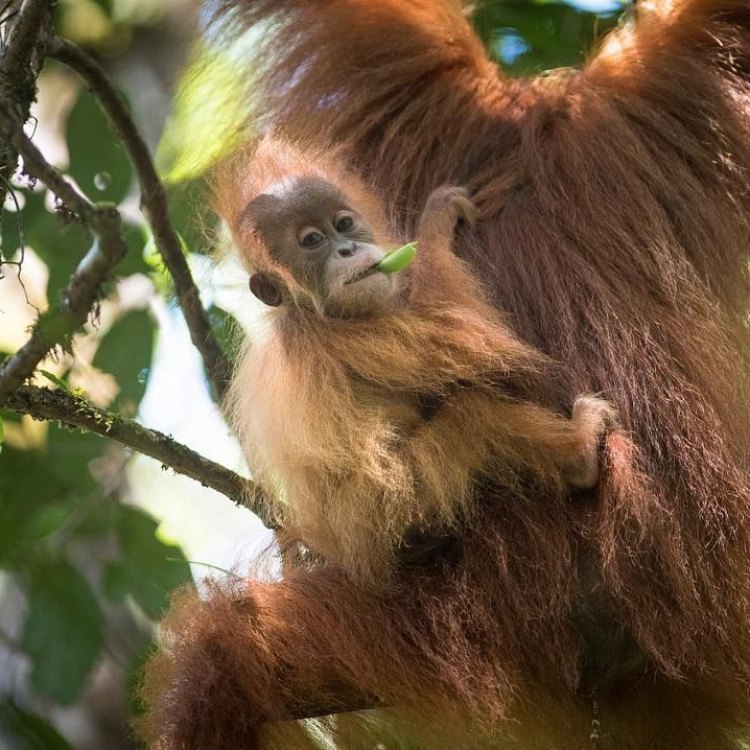 The Tapanuli Orangutan: A Majestic and Endangered Species