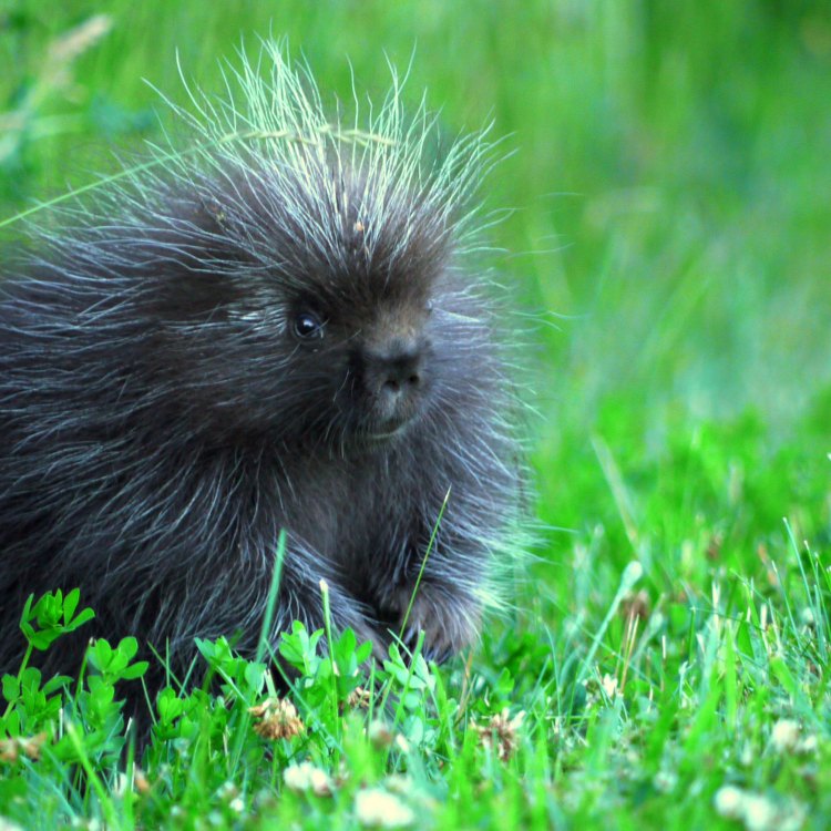 The Fascinating World of Porcupines: Nature's Spiky Mammals